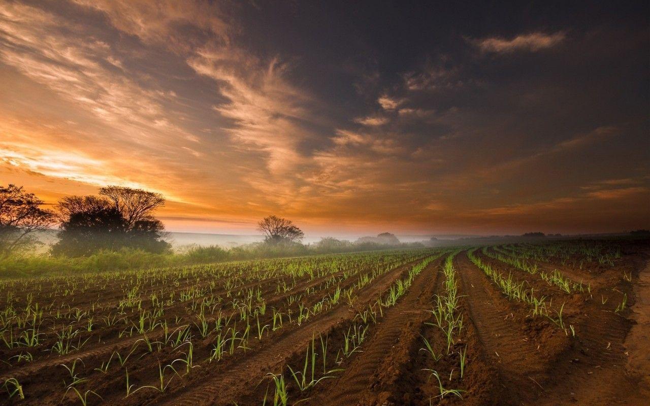 wp1886345 agriculture wallpapers